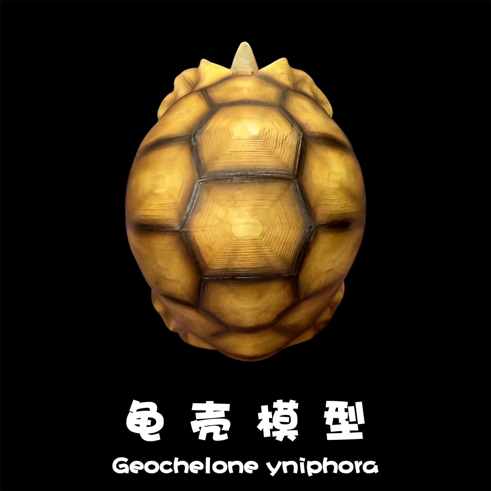 BOWUZHI Studio Realistic Geochelone Yniphora Model