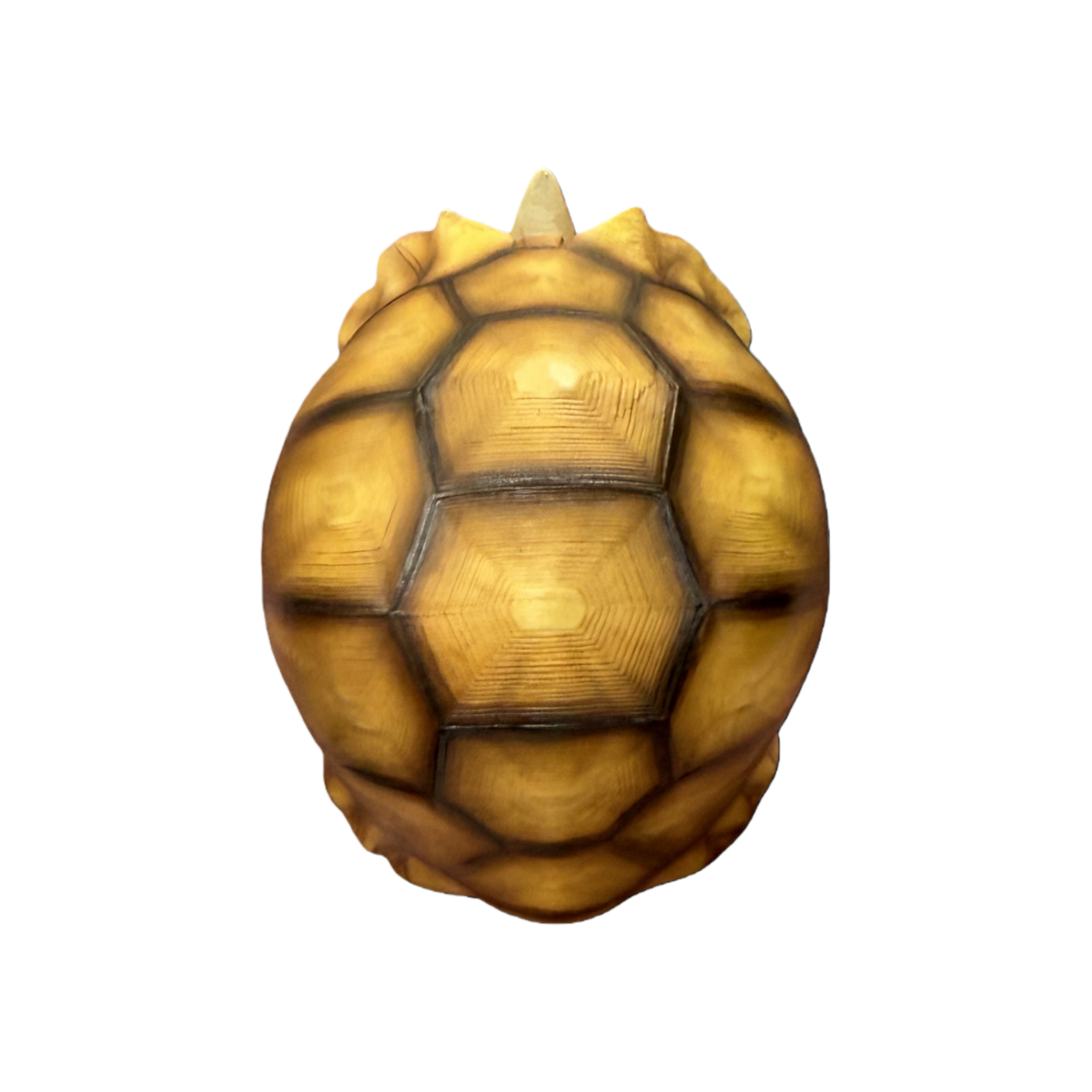 BOWUZHI Studio Realistic Geochelone Yniphora Model