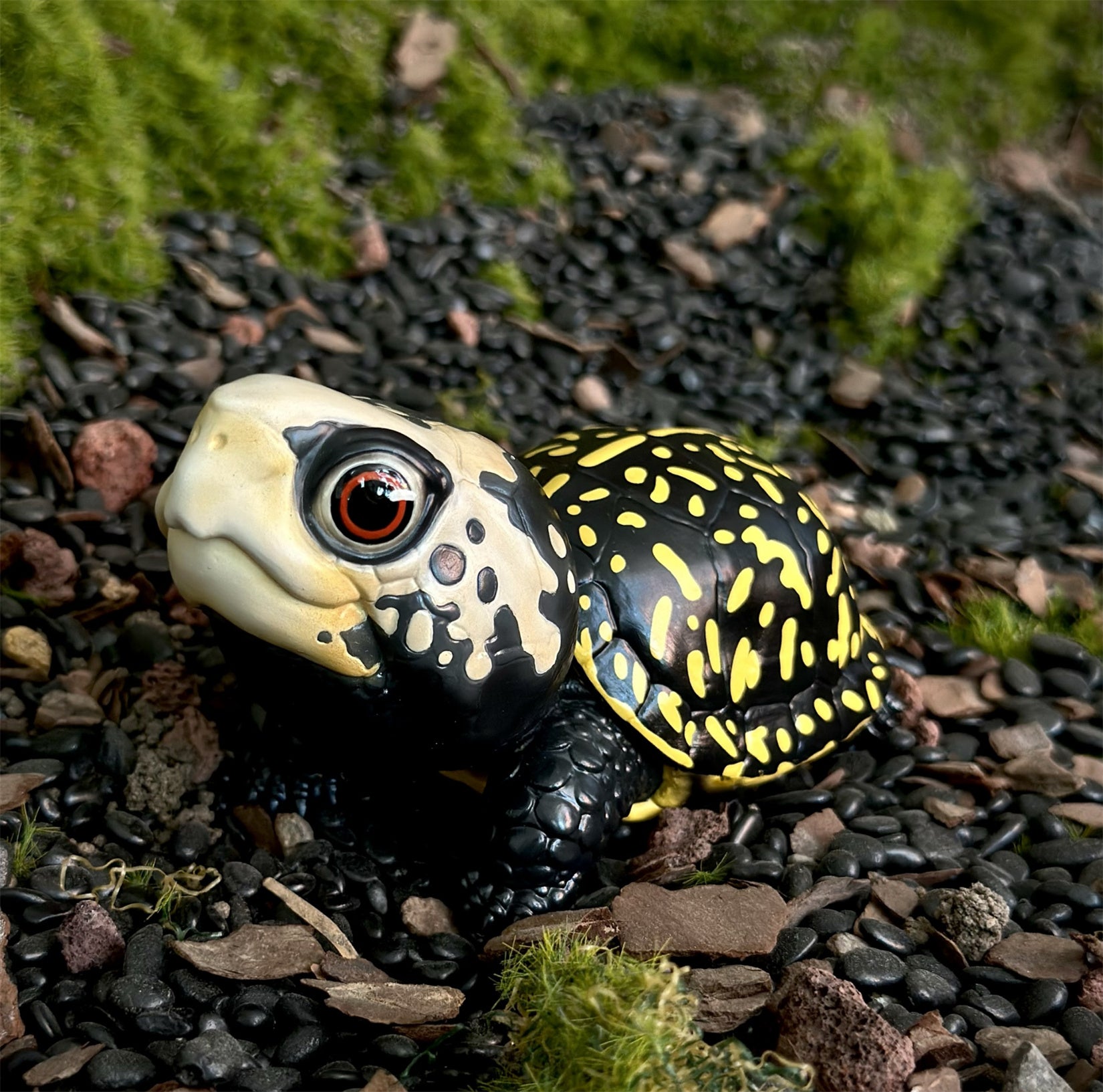 BOWUZHI STUDIO Terrapene Box Turtle Model