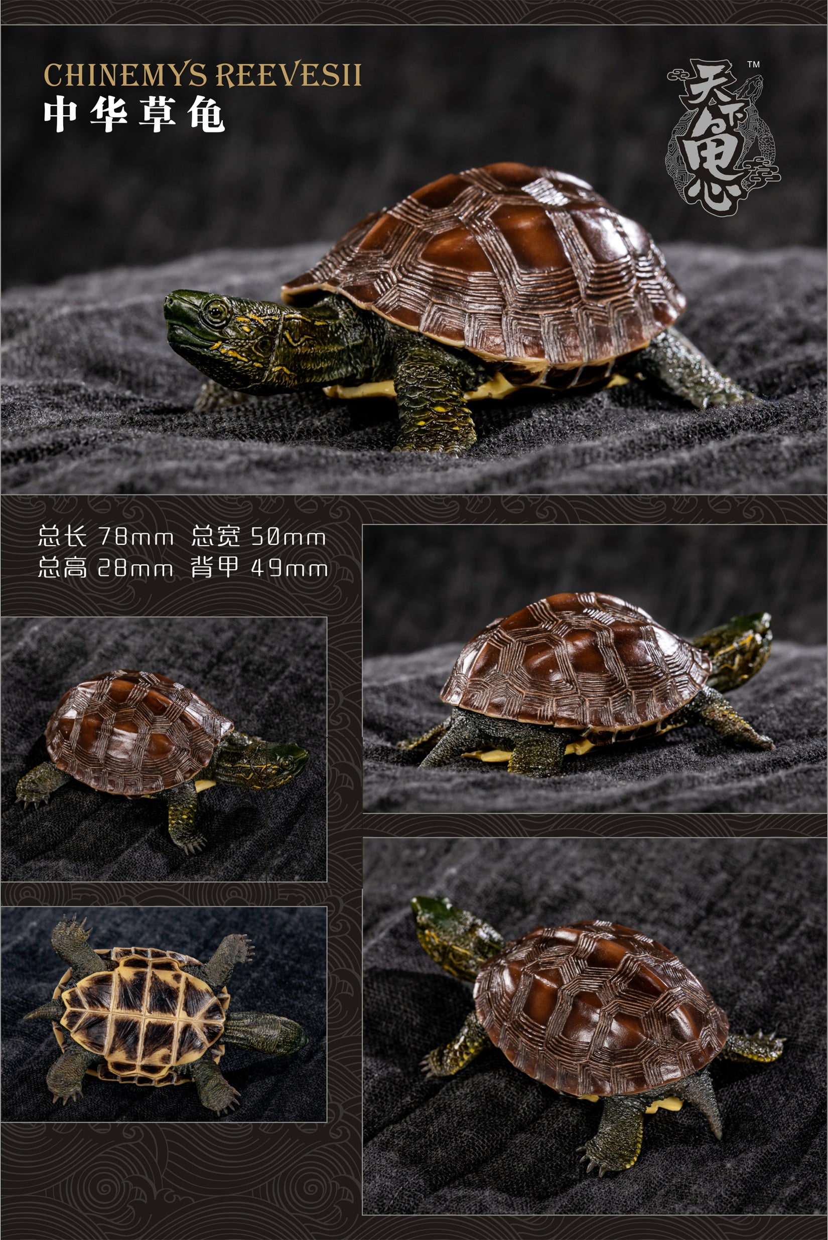 Turtle Model Series