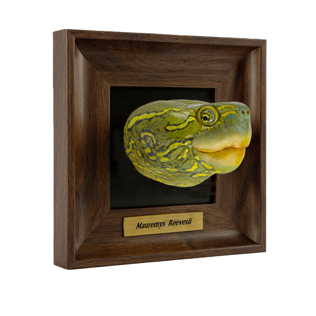 Animal Heavenly Body Frame Reptile Arts Series Volume 1 Model