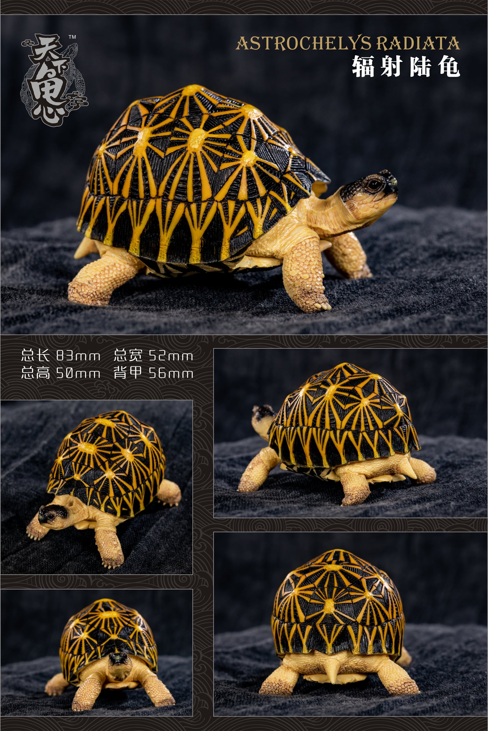 Turtle Model Series