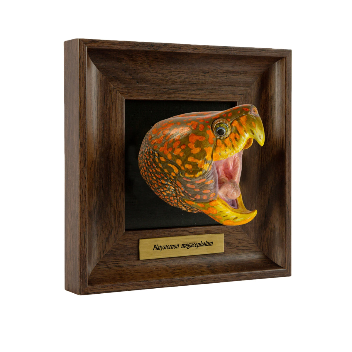 Animal Heavenly Body Frame Reptile Arts Series Volume 1 Model