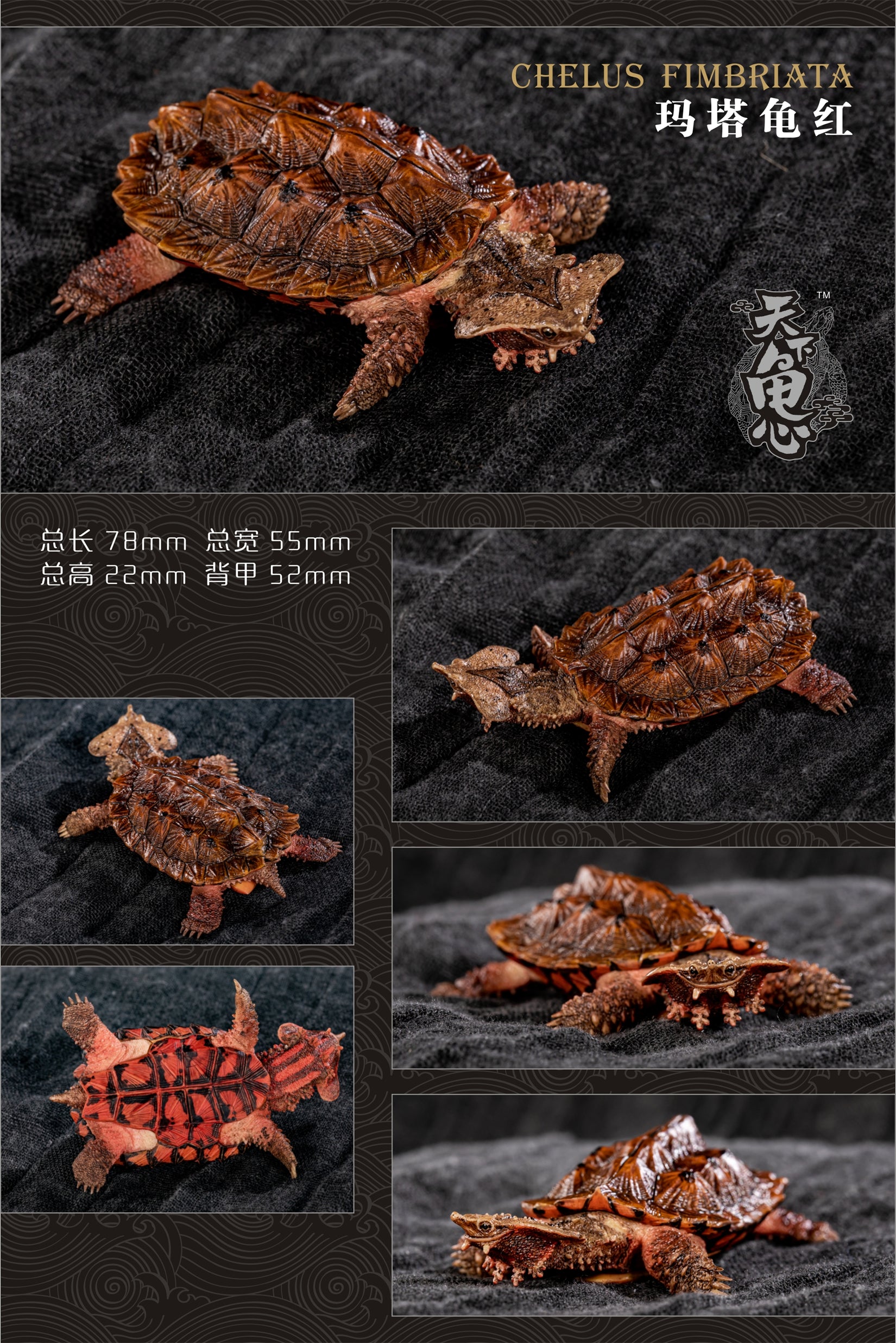 Turtle Model Series