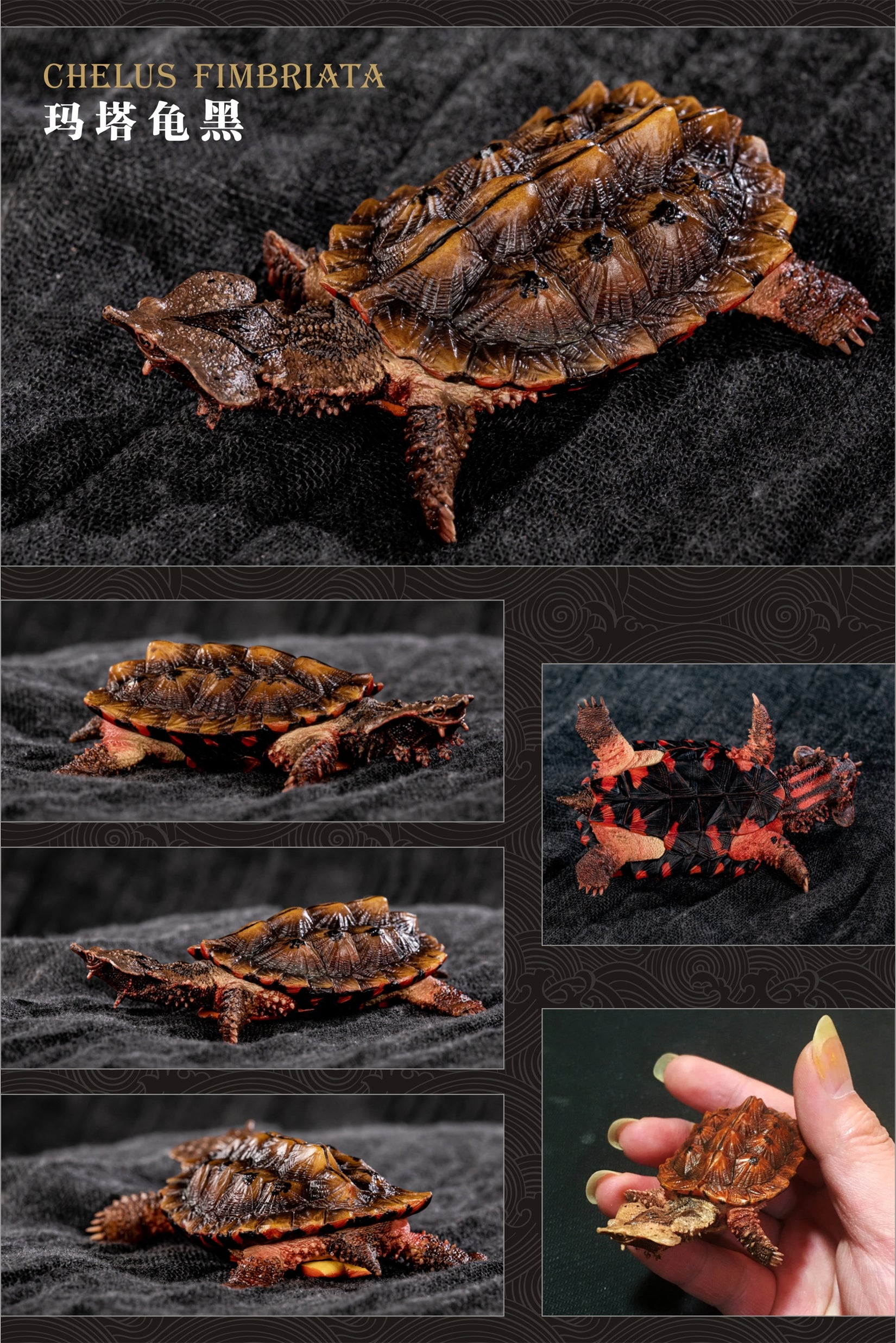 Turtle Model Series