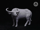 LEE Sculpture Studio 1/10 Scale Wild Water Buffalo Model