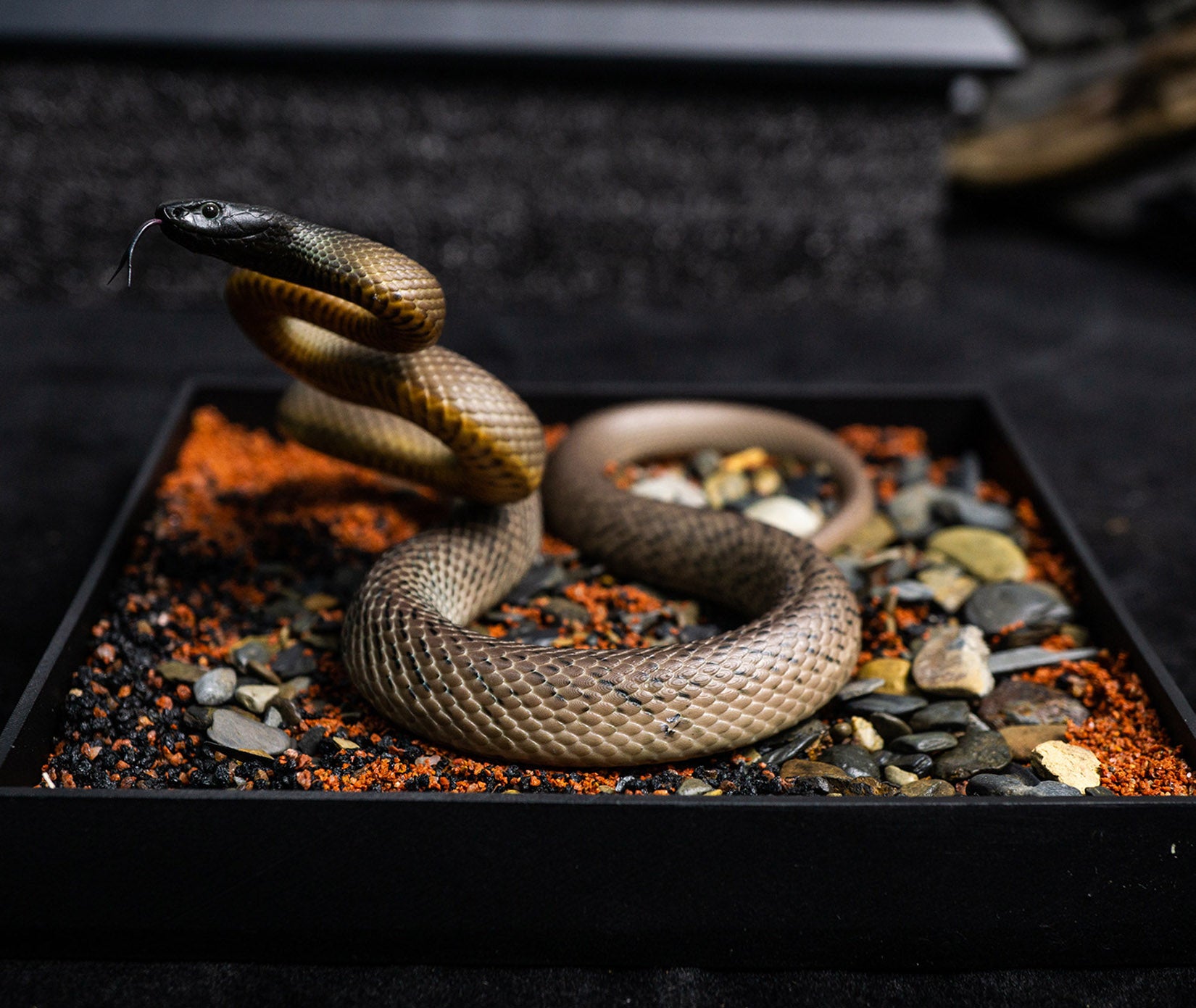 Snake Gorge Inland taipan Model