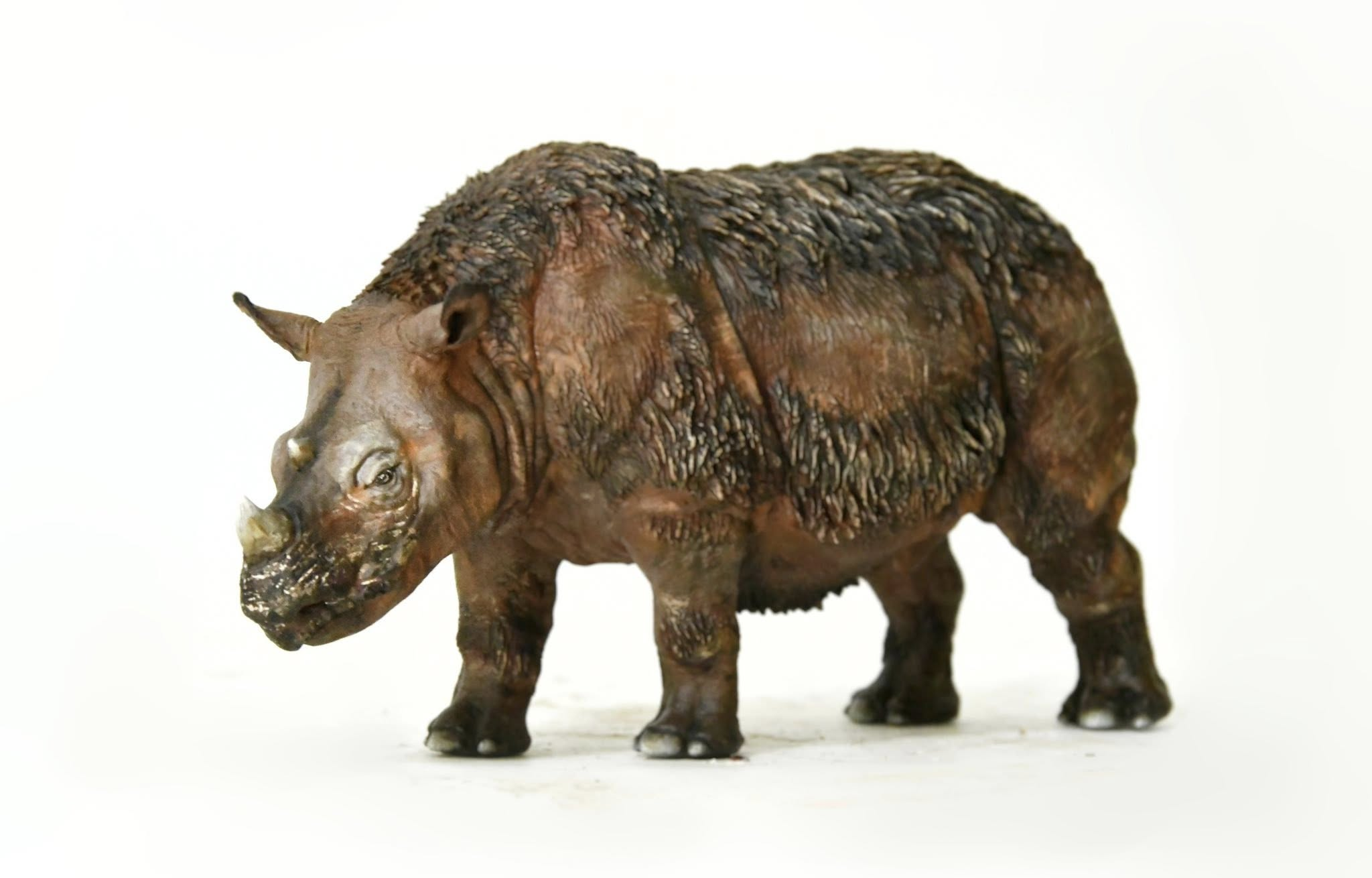 KWAN Studio Sumatran rhinoceros Model