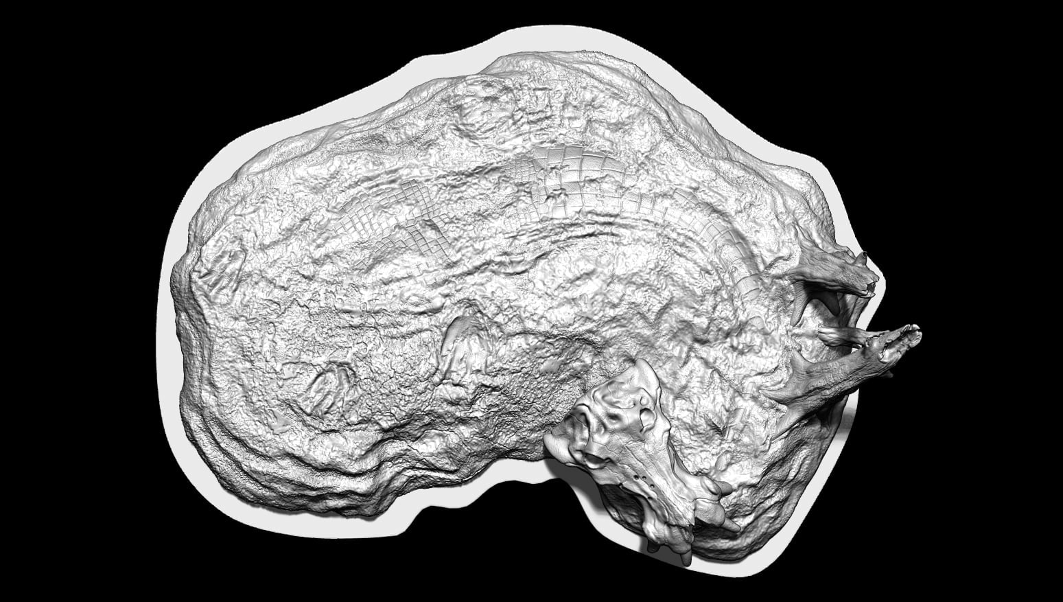 The Crocs Man Studio Nile Crocodile Gustave Model