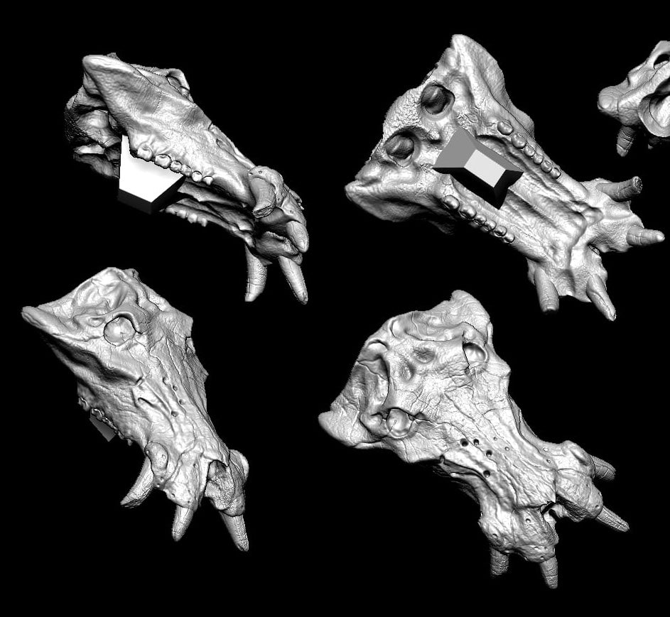 The Crocs Man Studio Nile Crocodile Gustave Model