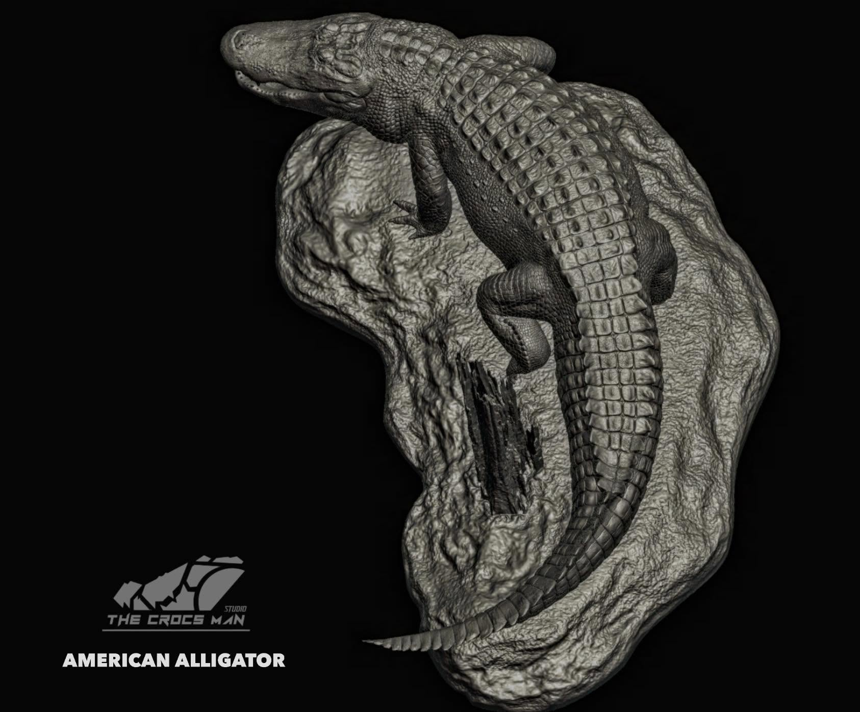 The Crocs Man Studio American Alligator Model