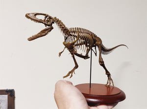 VWUVWU Carcharodontosaurus Skeleton Model