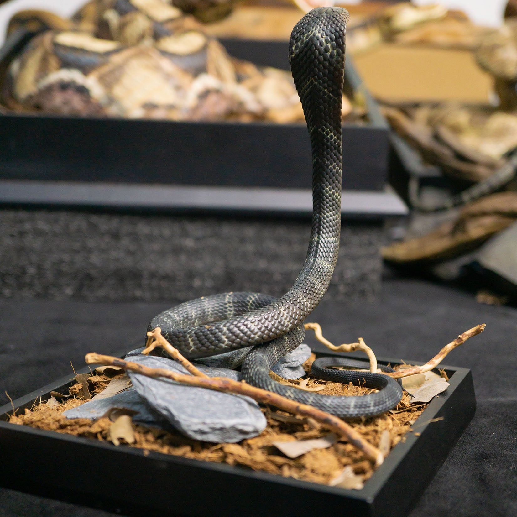 Snake Gorge King cobra Model