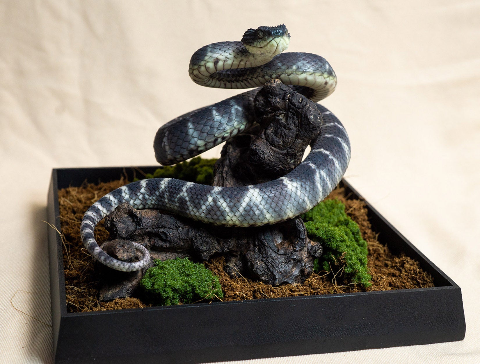 Snake Gorge Black Atheris squamigera Model