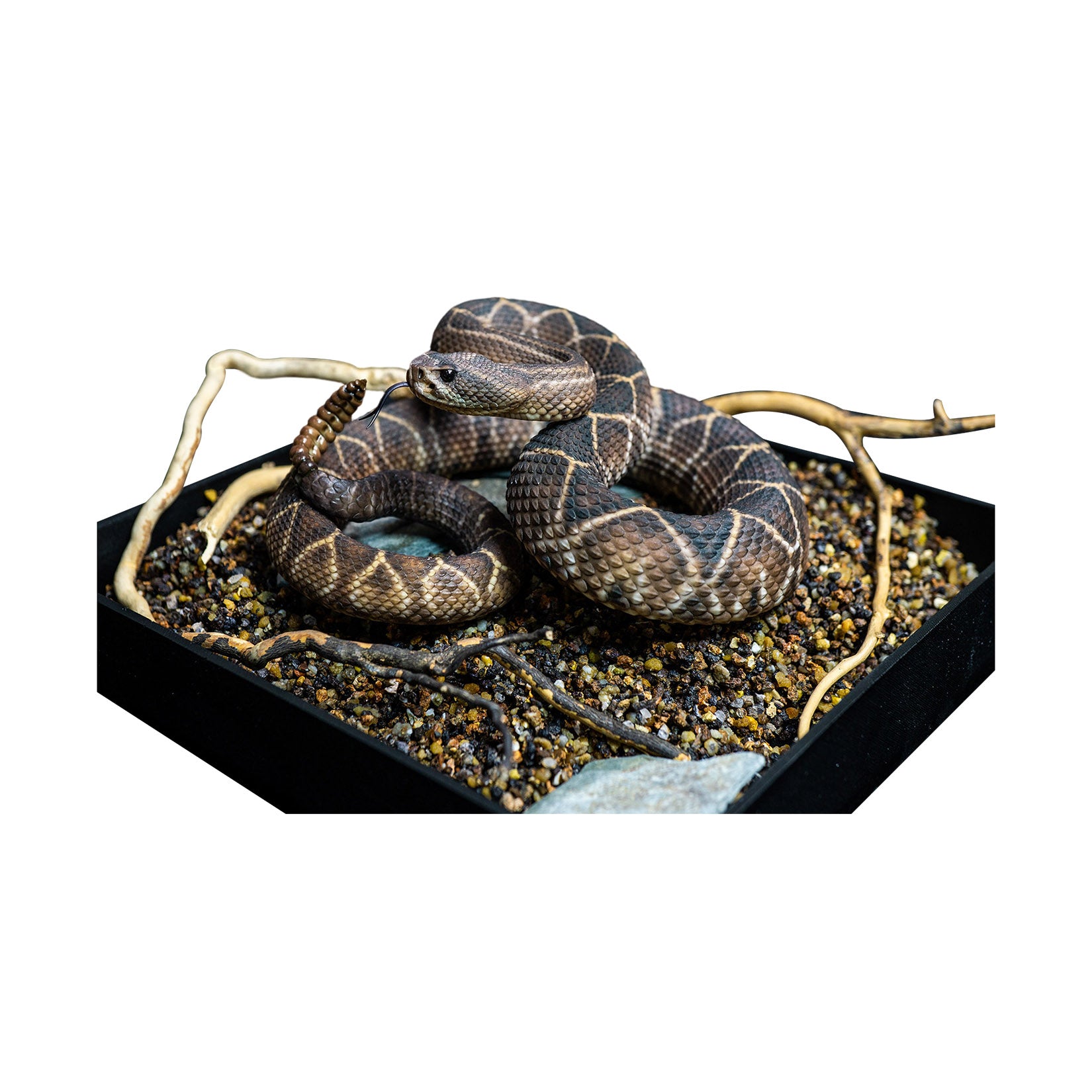 Snake Gorge Crotalus durissus Model