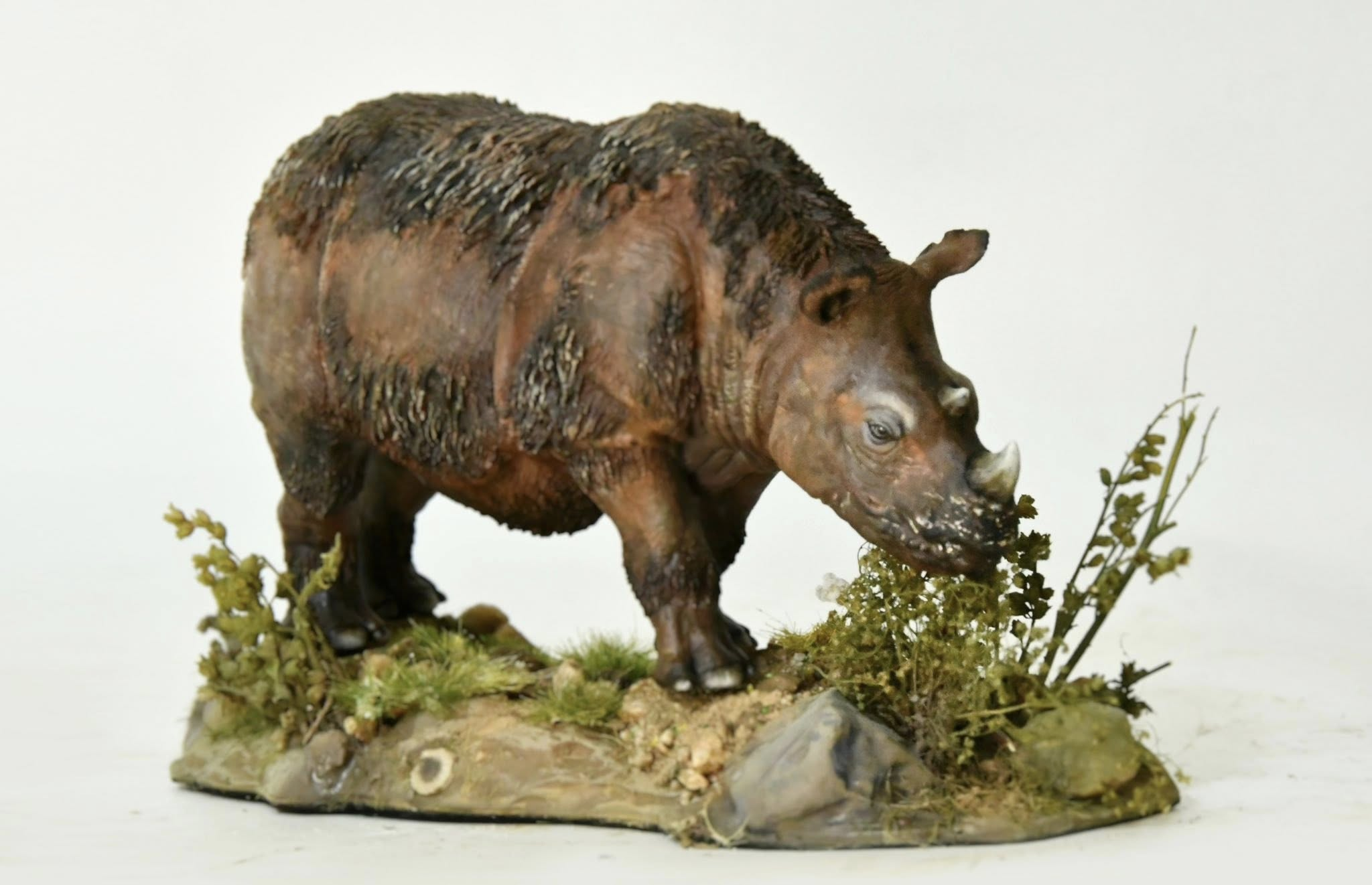 KWAN Studio Sumatran rhinoceros Model