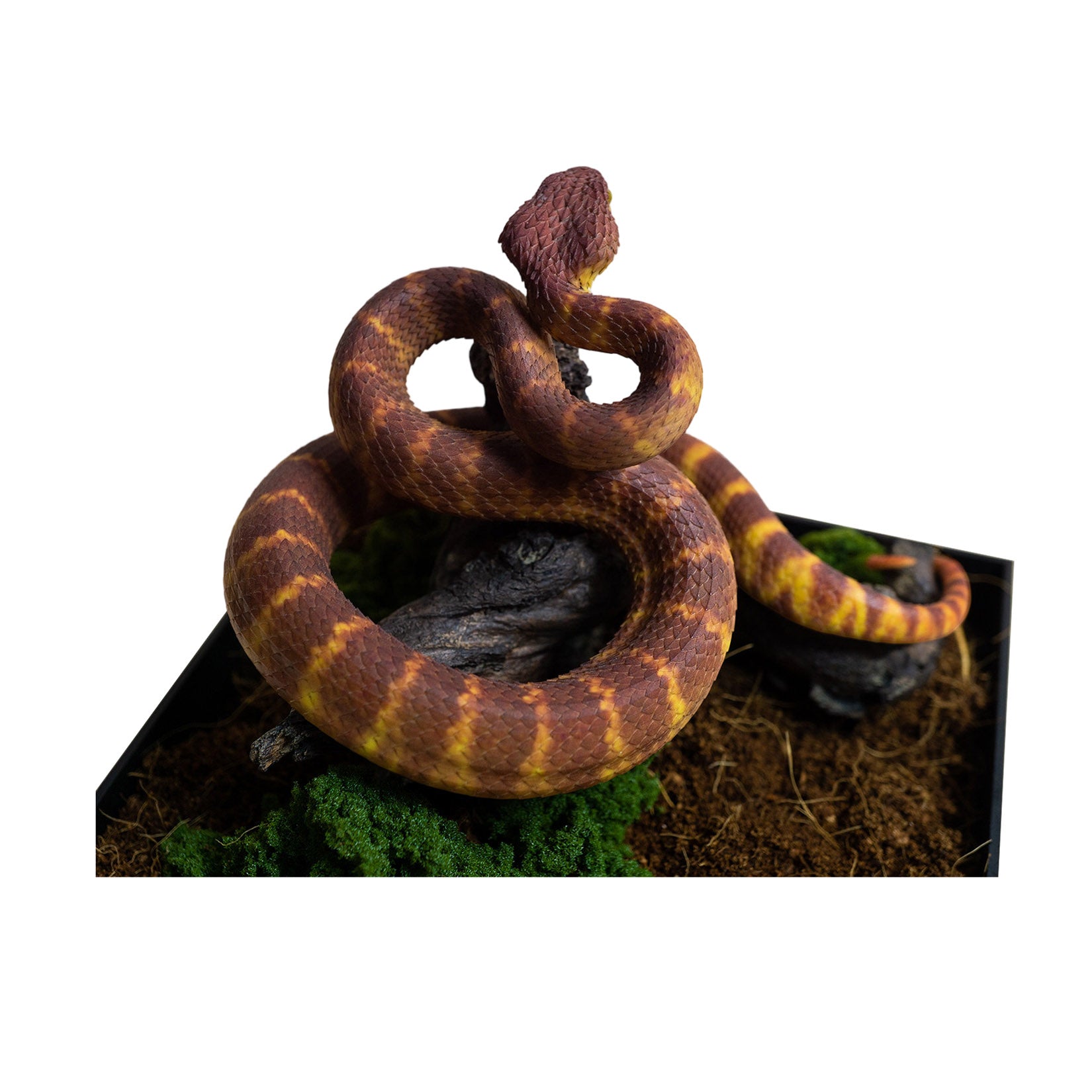 Snake Gorge Red Atheris squamigera Model