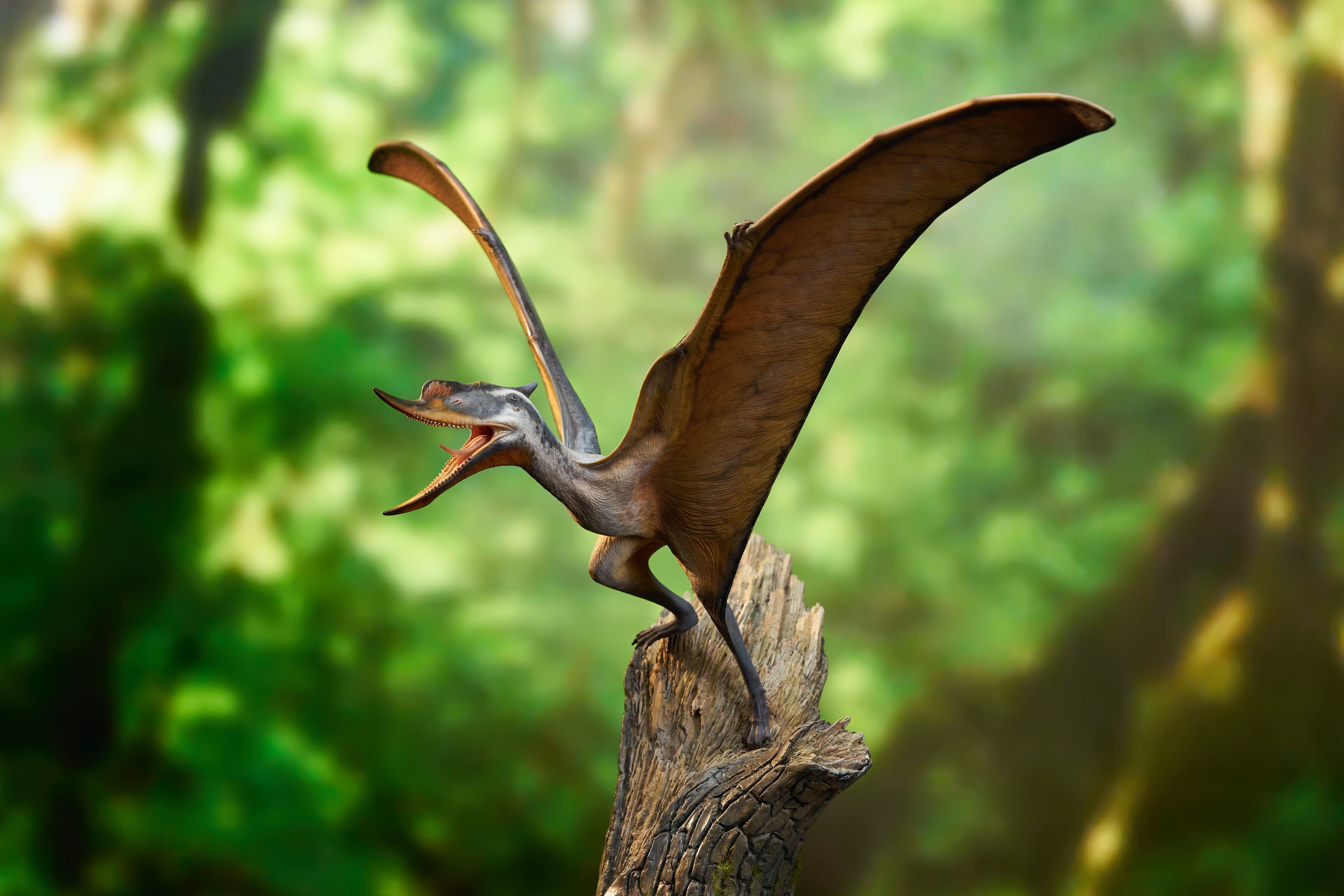 MuSee Studio 1/6 Scale Dsungaripterus Scene Statue