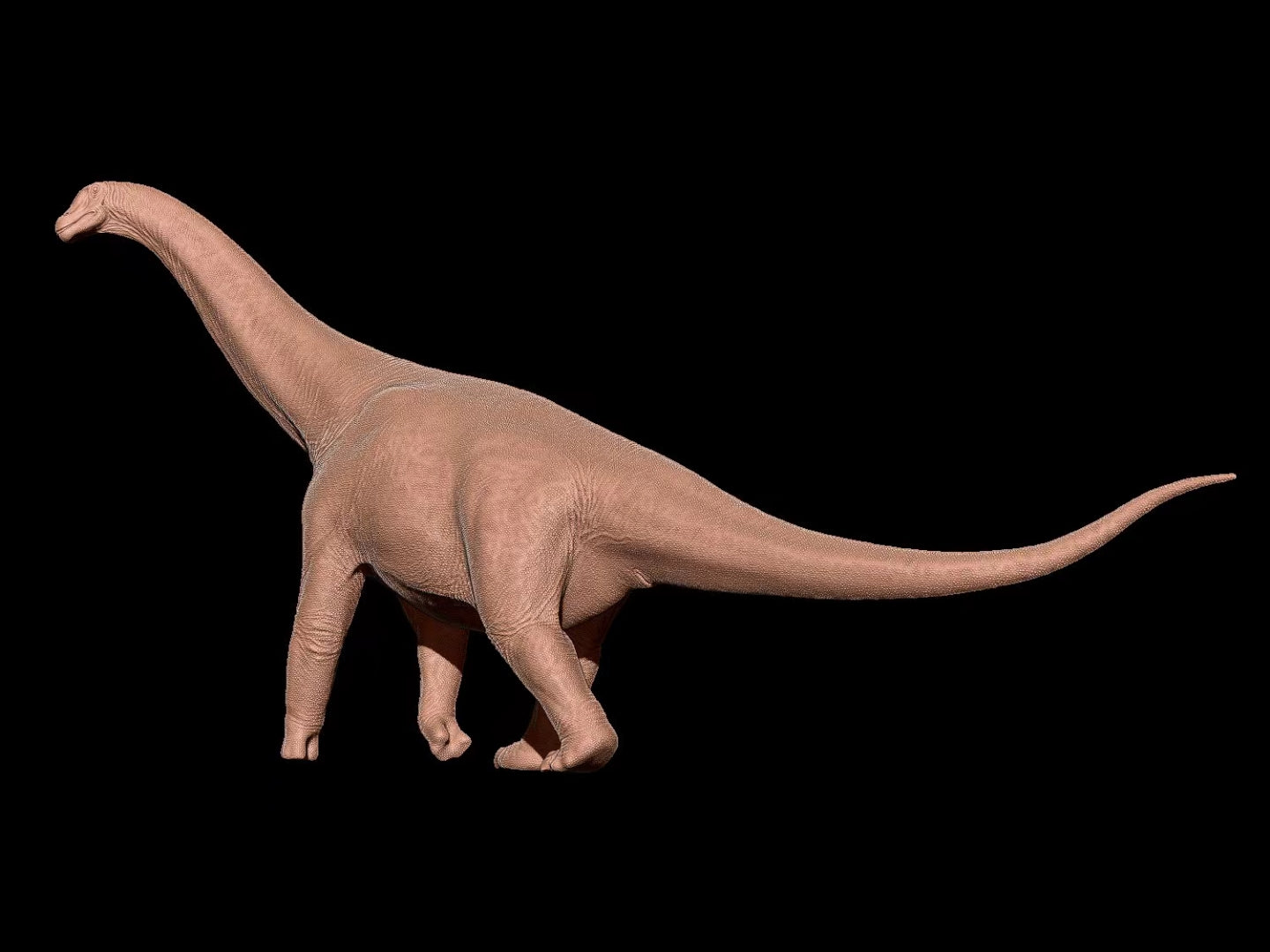 ZEE STUDIO Hamititan Model