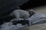 Aokhan Studio Zhuchengtyrannus Scene Model