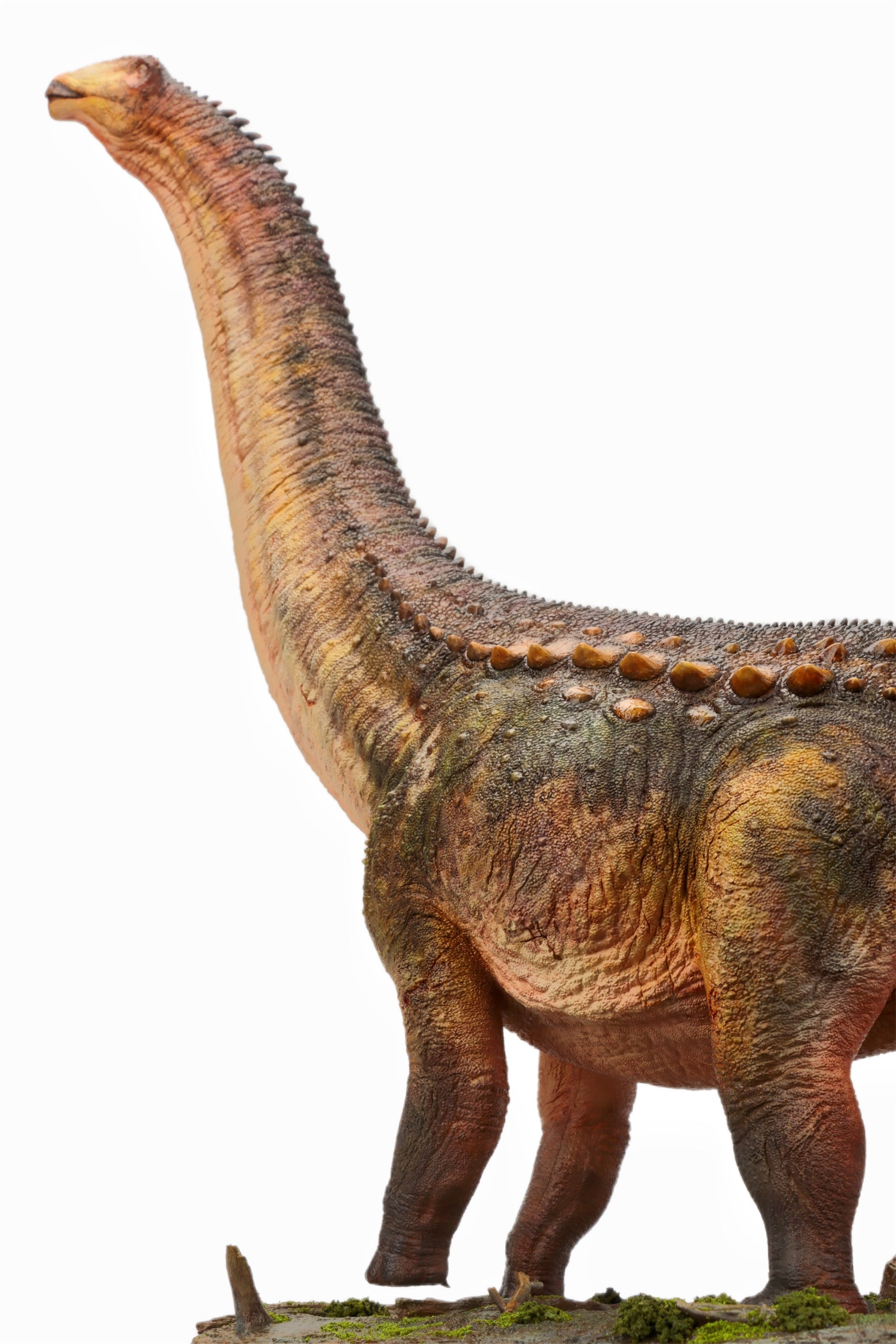 Anningpale 1:35 Scale Patagotitan Model