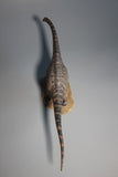 SHOWANNA 1/35 Scale Tapuiasaurus Model