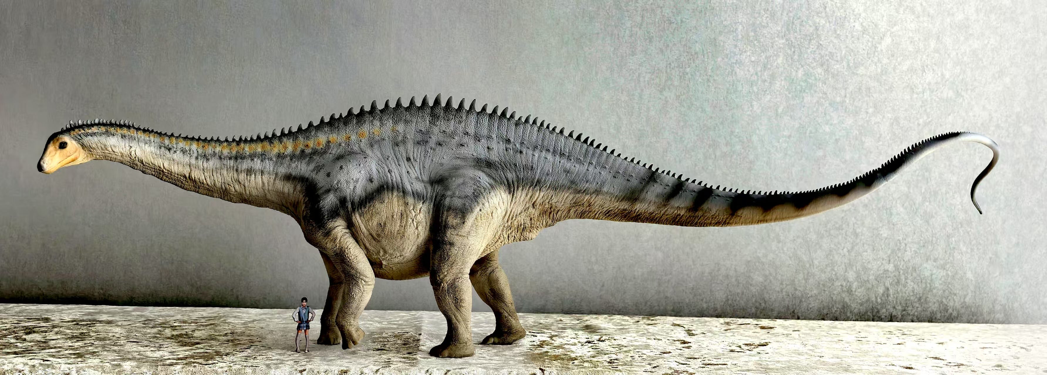 Anningpale 1:35 Scale Maraapunisaurus Model Installment