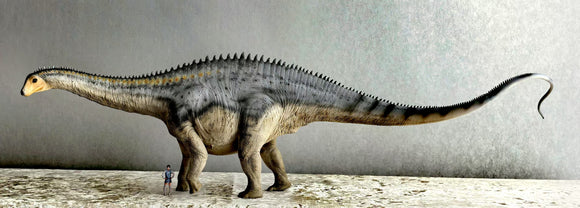 Anningpale 1:35 Scale Maraapunisaurus Model Installment