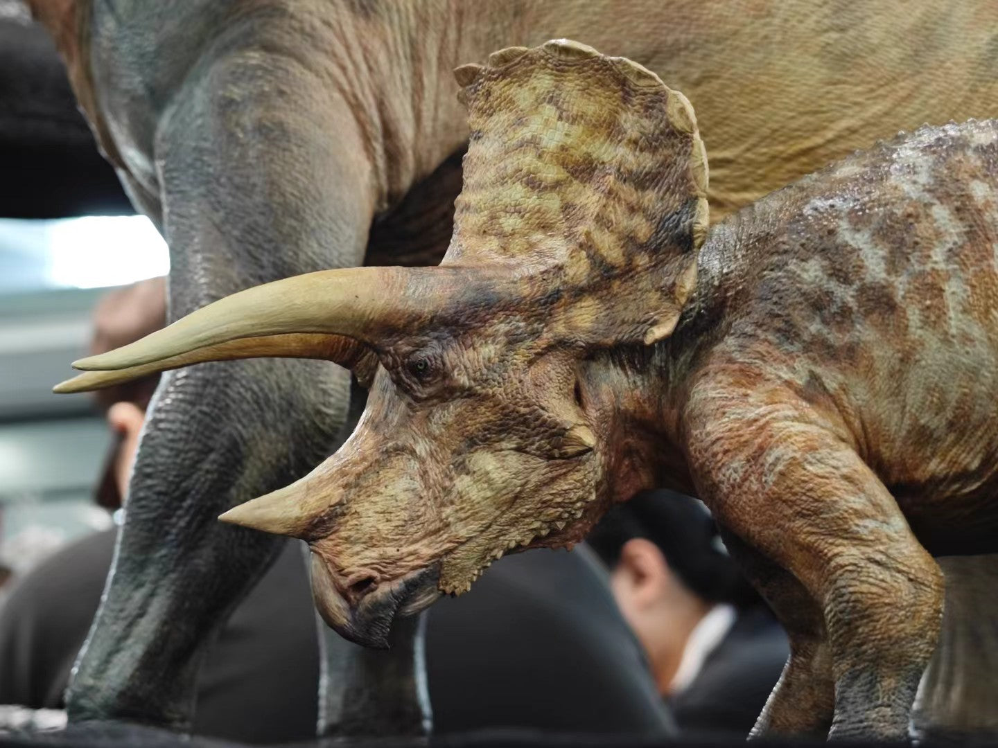 Carson Long STUDIO Triceratops horridus Model