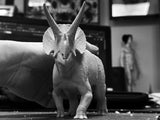 De CLAY Studio Torosaurus latus Model