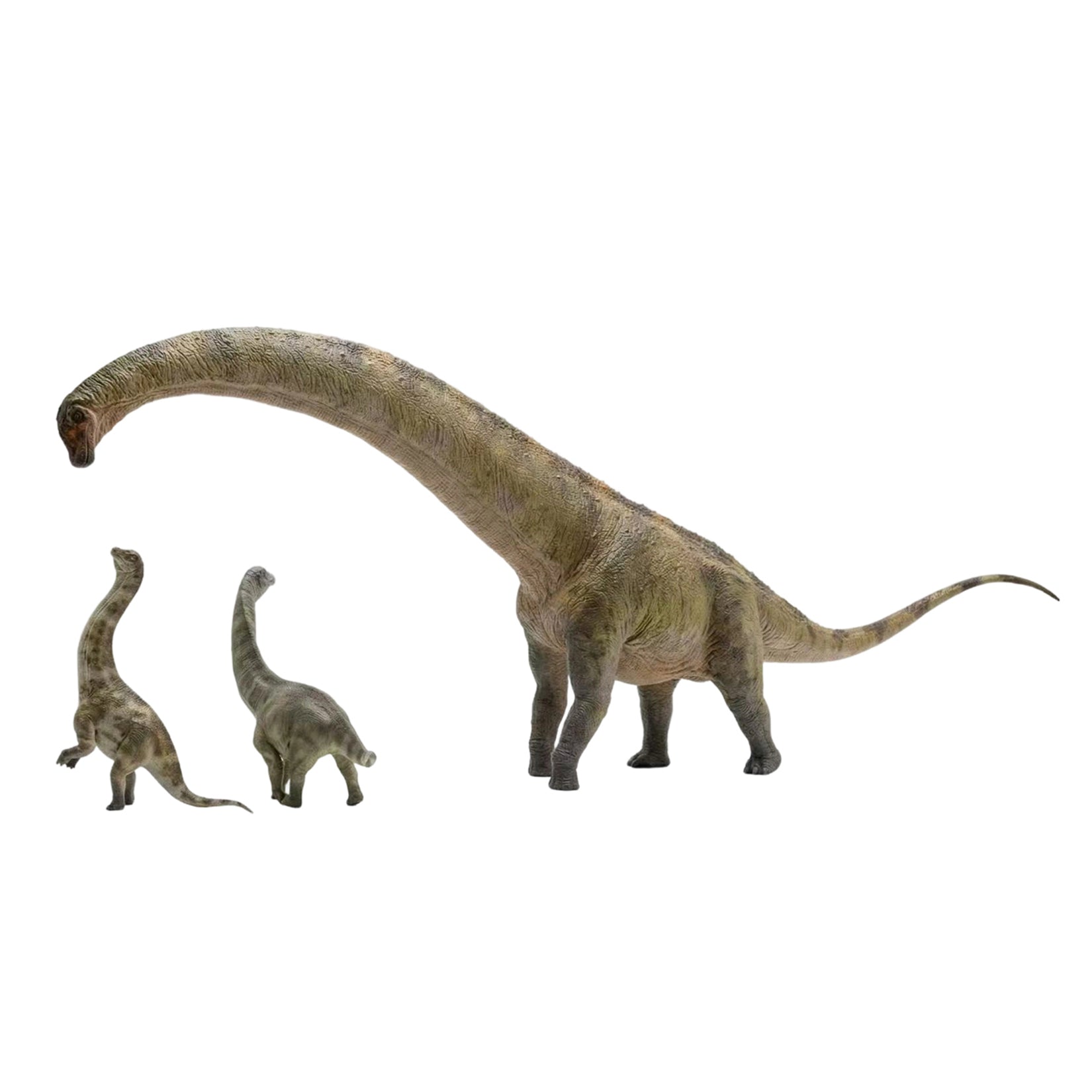 HAOLONGGOOD Sauroposeidon-Modell im Maßstab 1:35