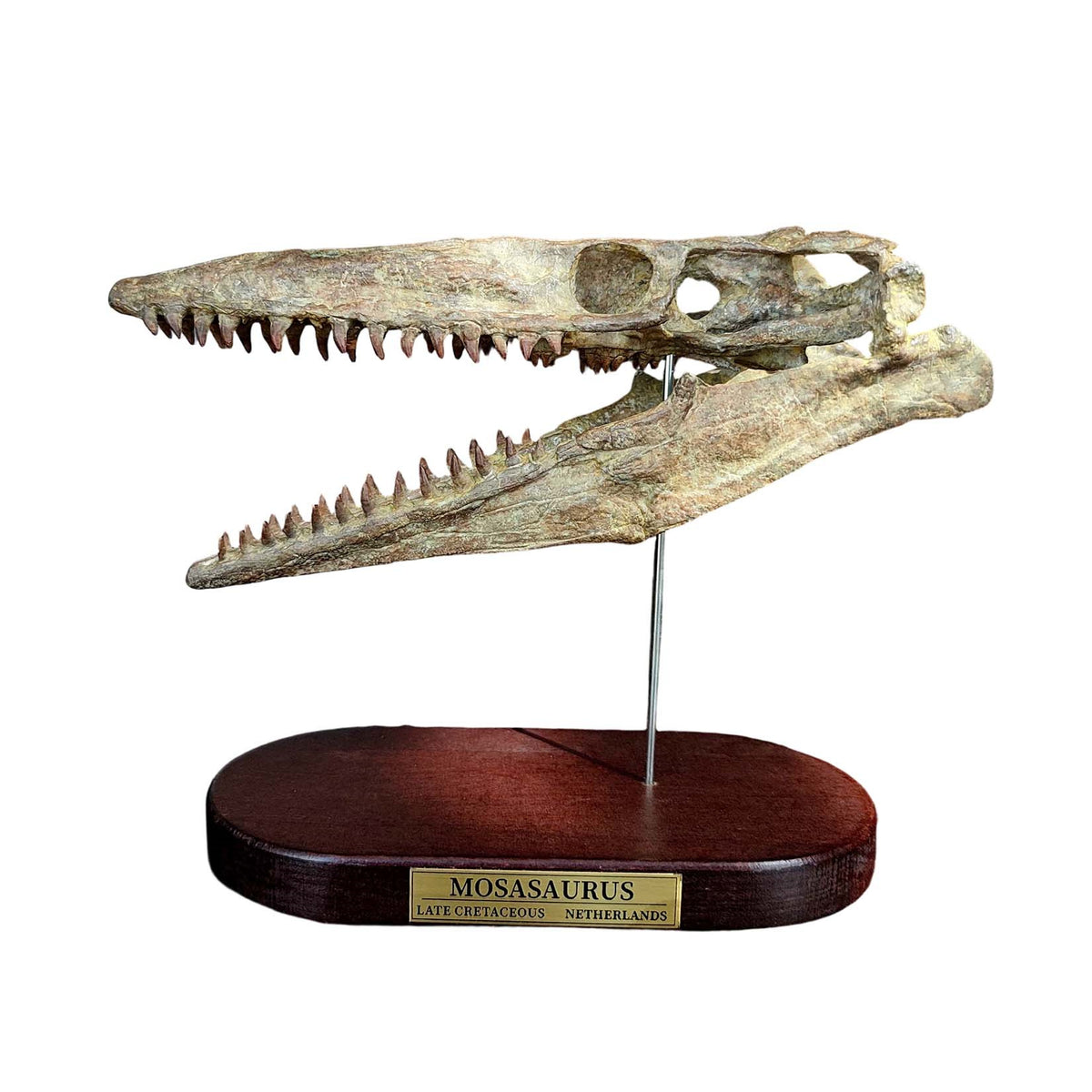 3D Printed 1:6 Scale Mosasaurus Skull Model Dinosaur Scene Decoration