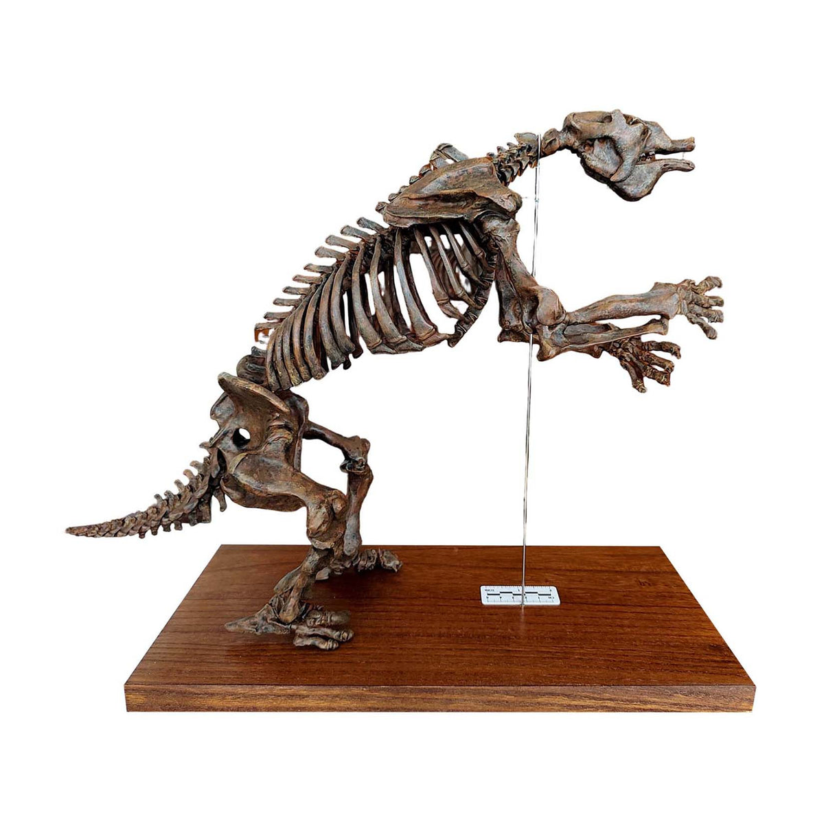 3D Printed 1:10 Scale Large Megatherium Skull Model
