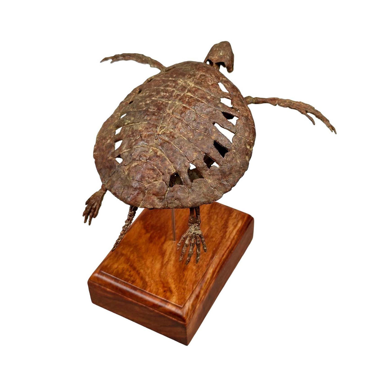 3D Printed 1:10 Scale Leatherback Turtle Skeleton Model