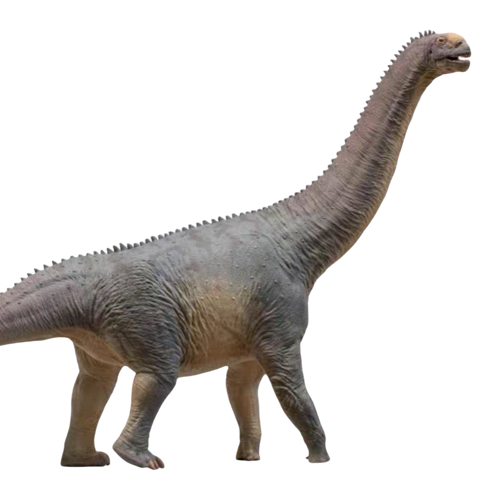 PNSO Camarasaurus Njor Model