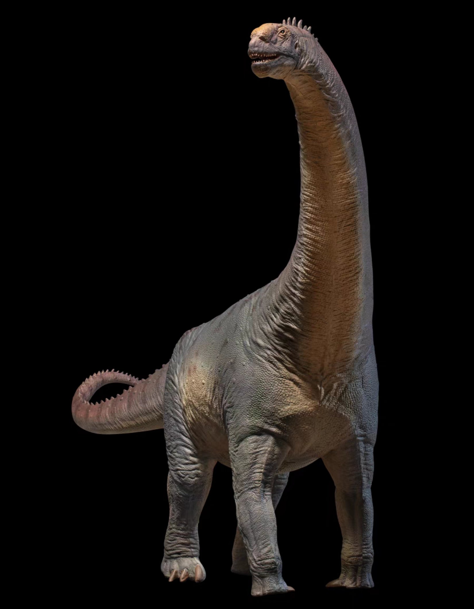 PNSO Camarasaurus Njor Model
