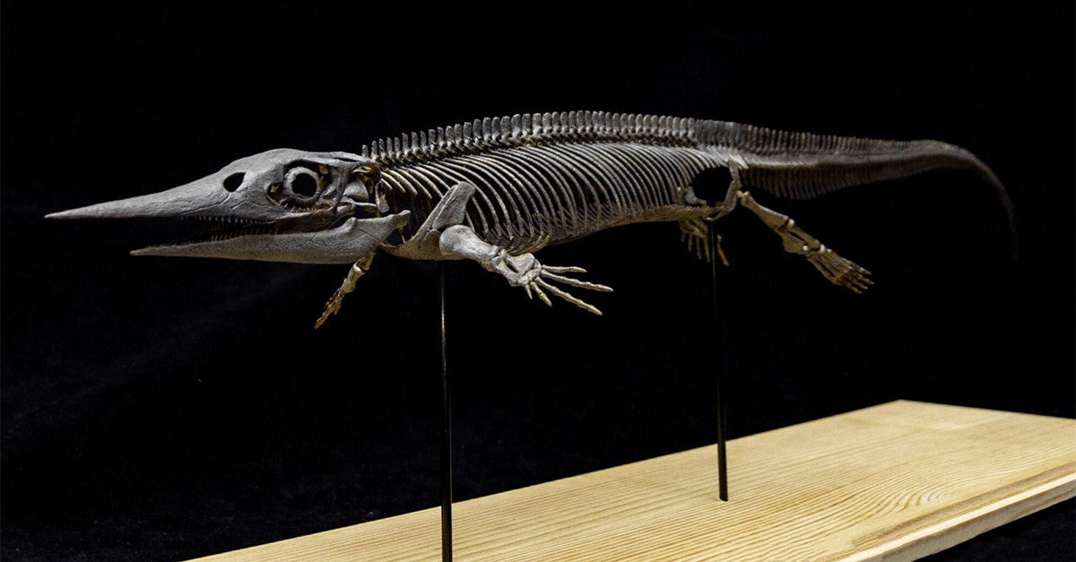 Xinpusaurus Model