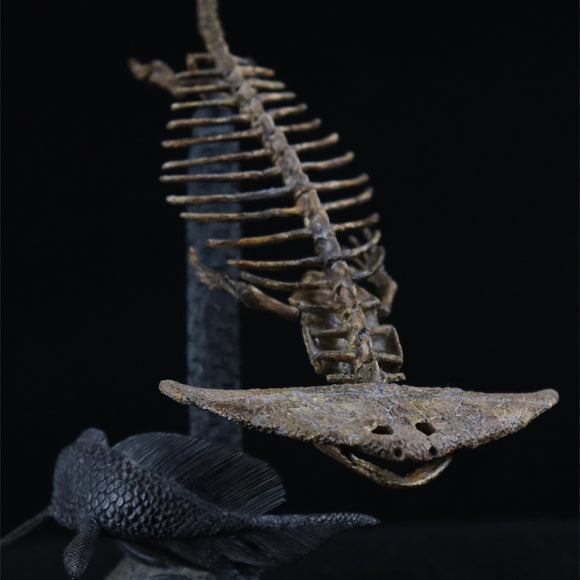Diplocaulus Fossil Model