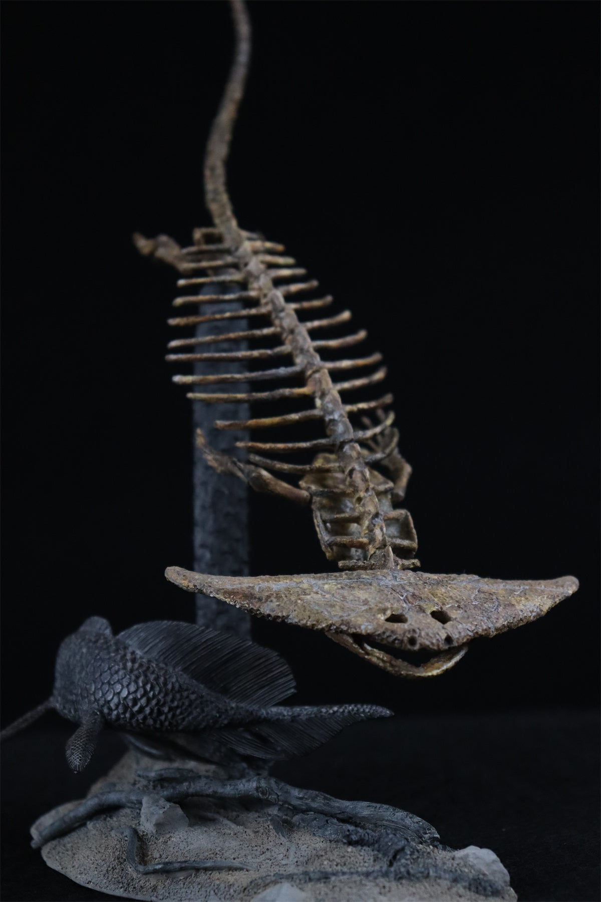 Diplocaulus Fossil Model