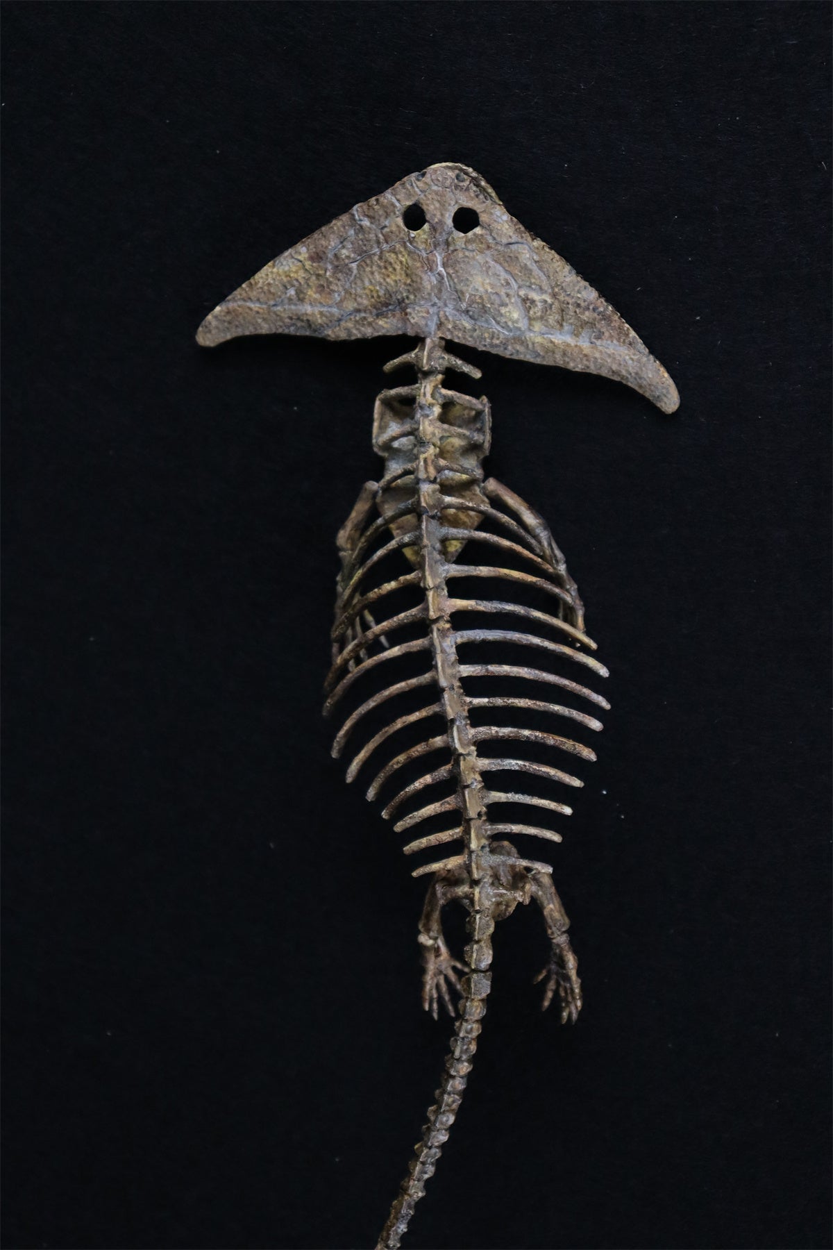 Diplocaulus Fossil Model