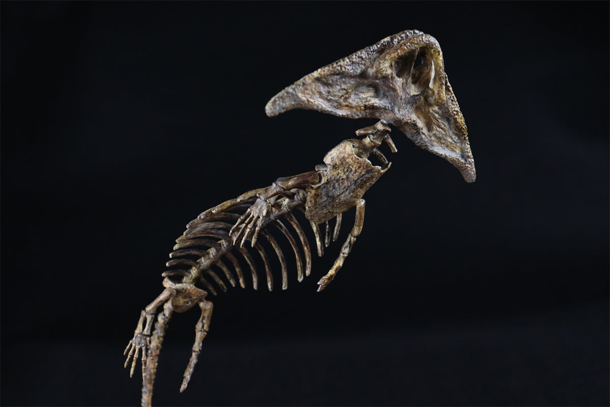 Diplocaulus Fossil Model