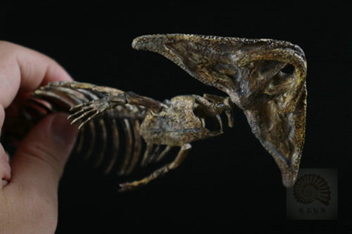 Diplocaulus Fossil Model