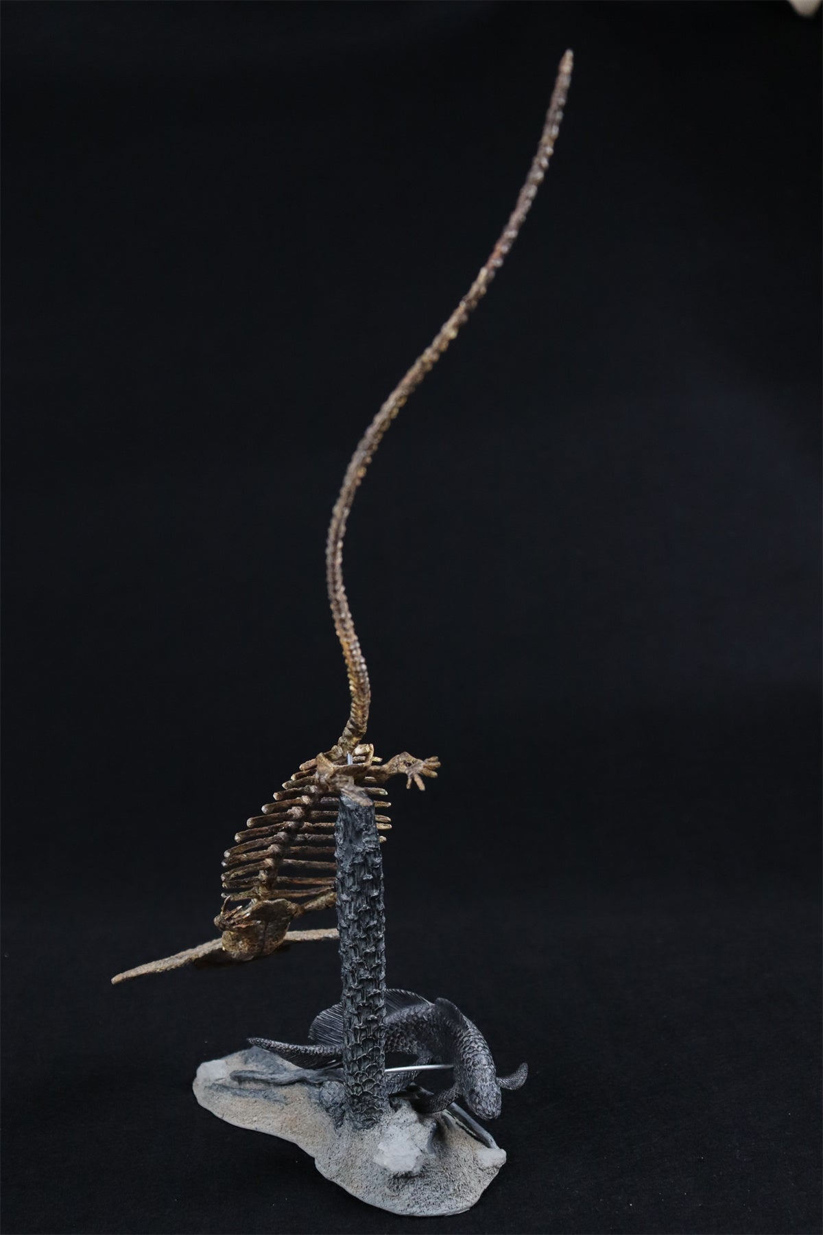 Diplocaulus Fossil Model