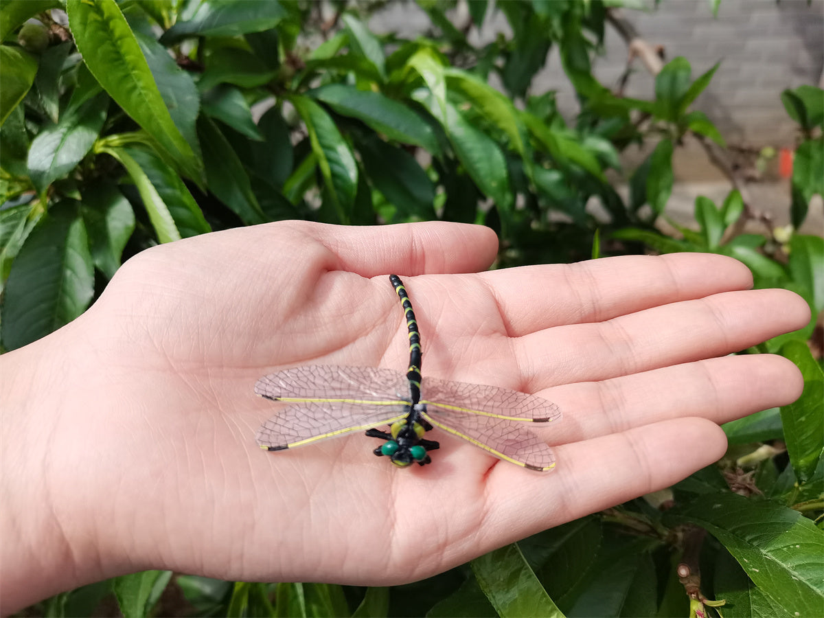 Anotogaster Dragonfly Model