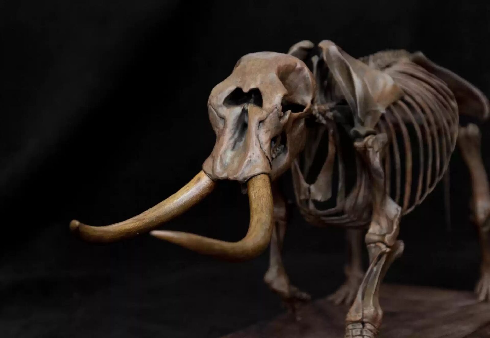 VWUVWU 1/18 Mammut Americanum Skeleton Model