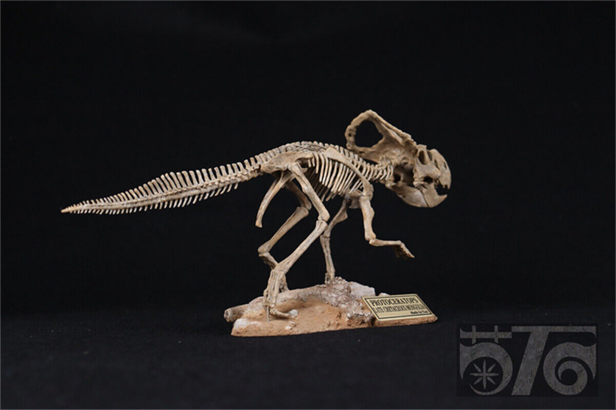 1/10 Protoceratops Skeleton Model