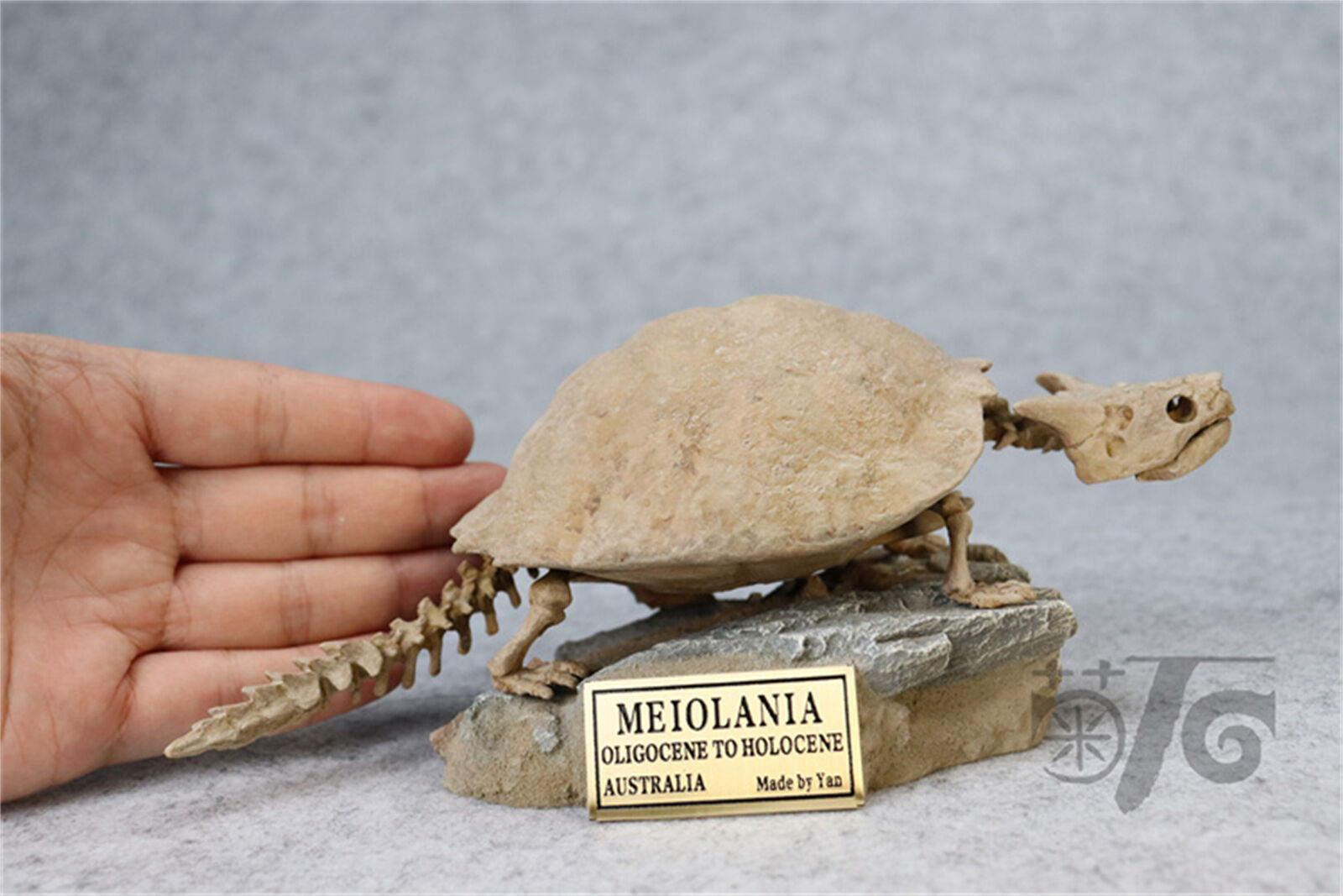 1/10 Meiolania Skeleton Model