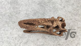 1/3 Monolophosaurus Skull Model