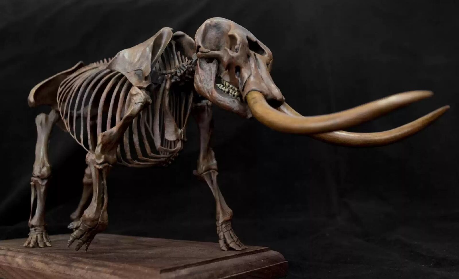VWUVWU 1/18 Mammut Americanum Skeleton Model