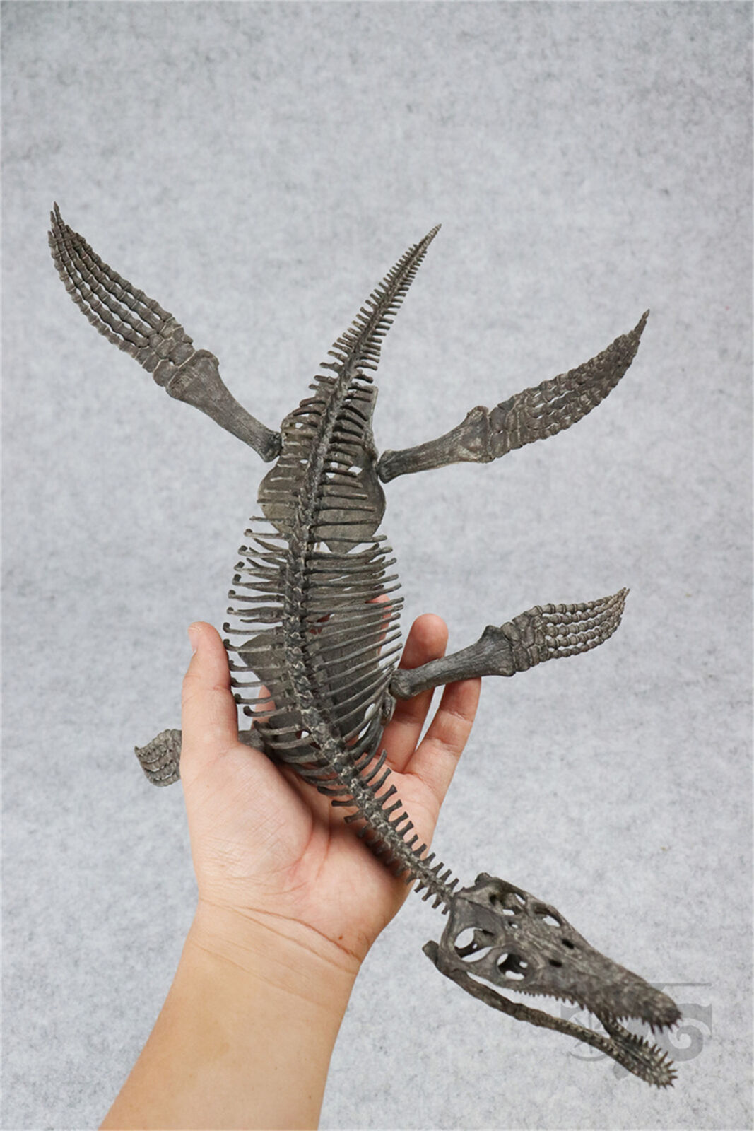 1/20 Pliosaurus Skeleton Model